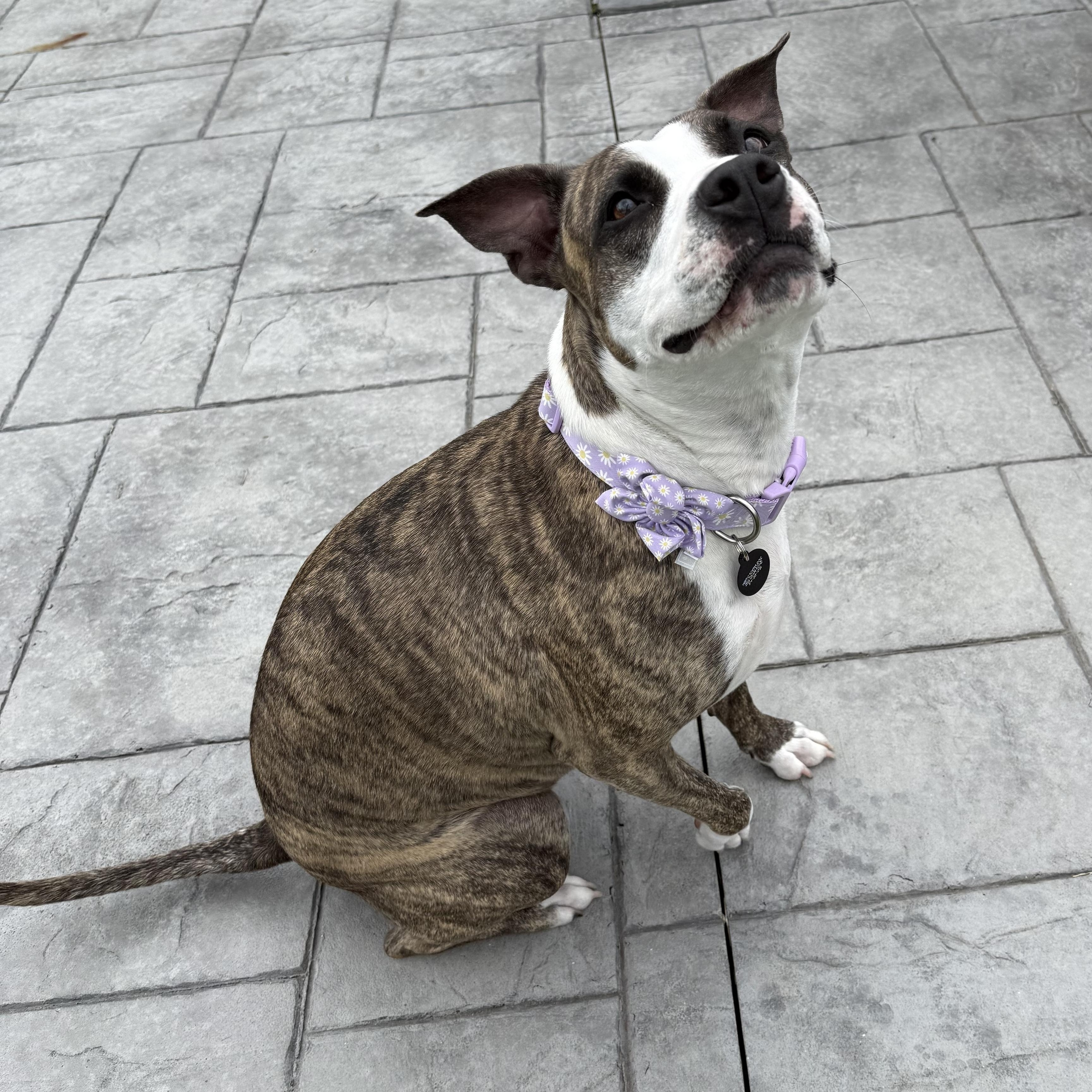 Zena, ADOPTABLE, Young Female Mixed Breed.