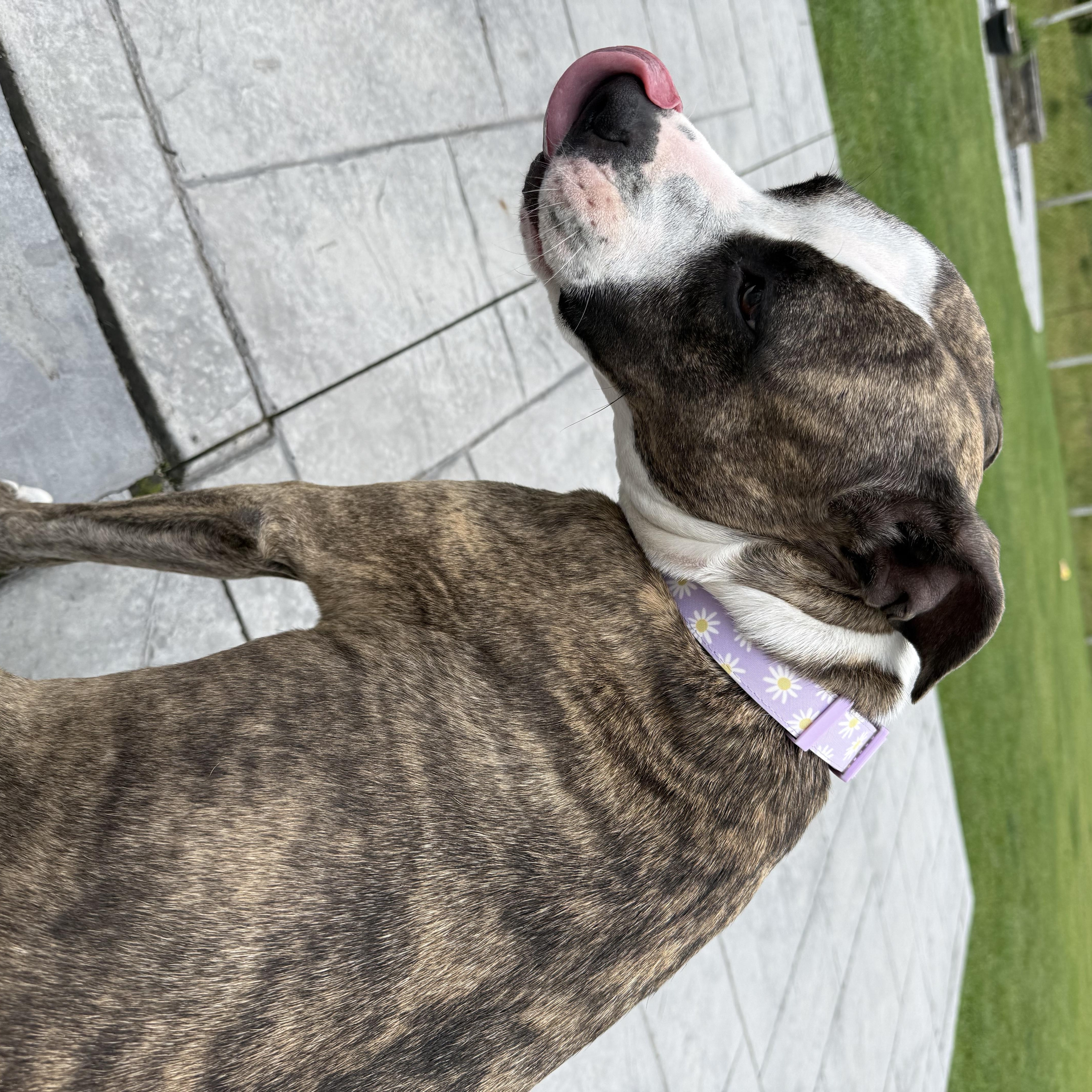 Zena, a ADOPTABLE mixed breed in Mishawaka, IN image 3/6