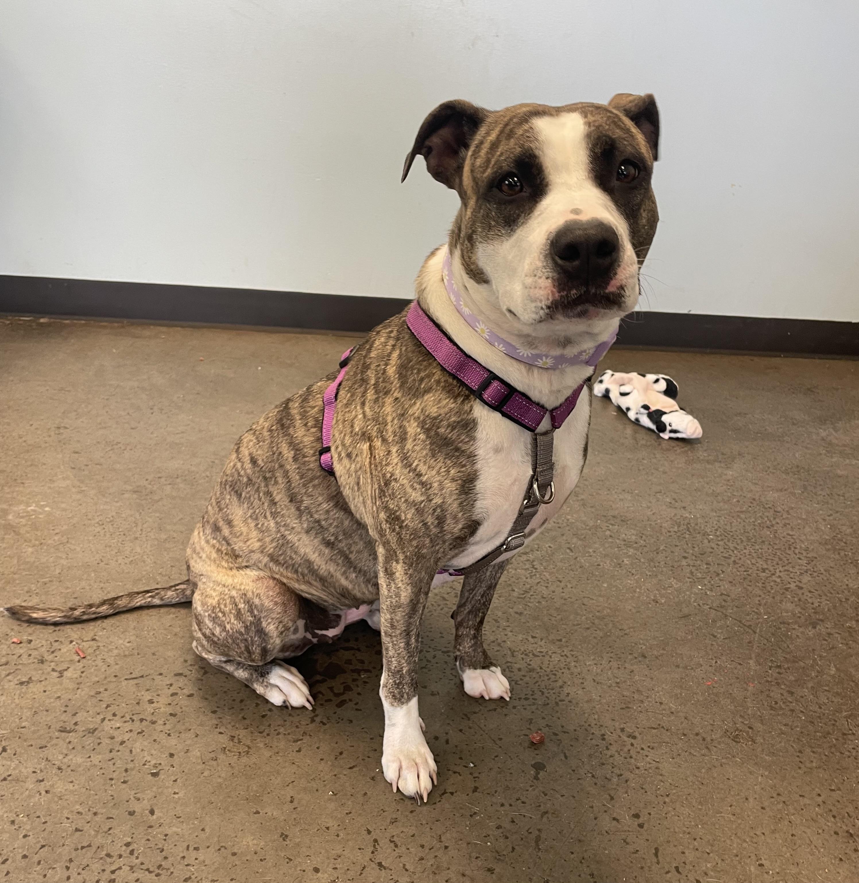 Zena, a ADOPTABLE mixed breed in Mishawaka, IN image 5/6