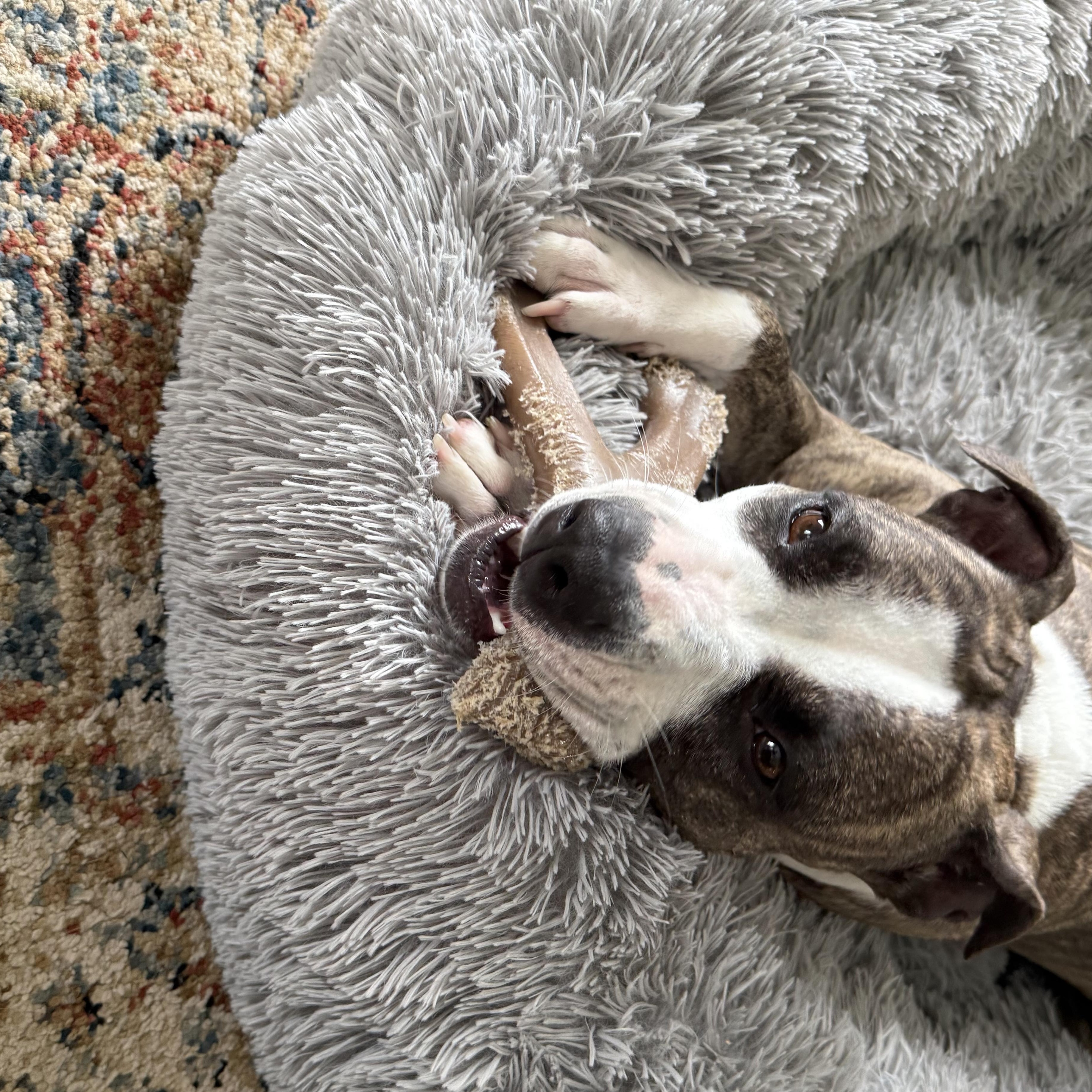 Zena, a ADOPTABLE mixed breed in Mishawaka, IN image 2/6