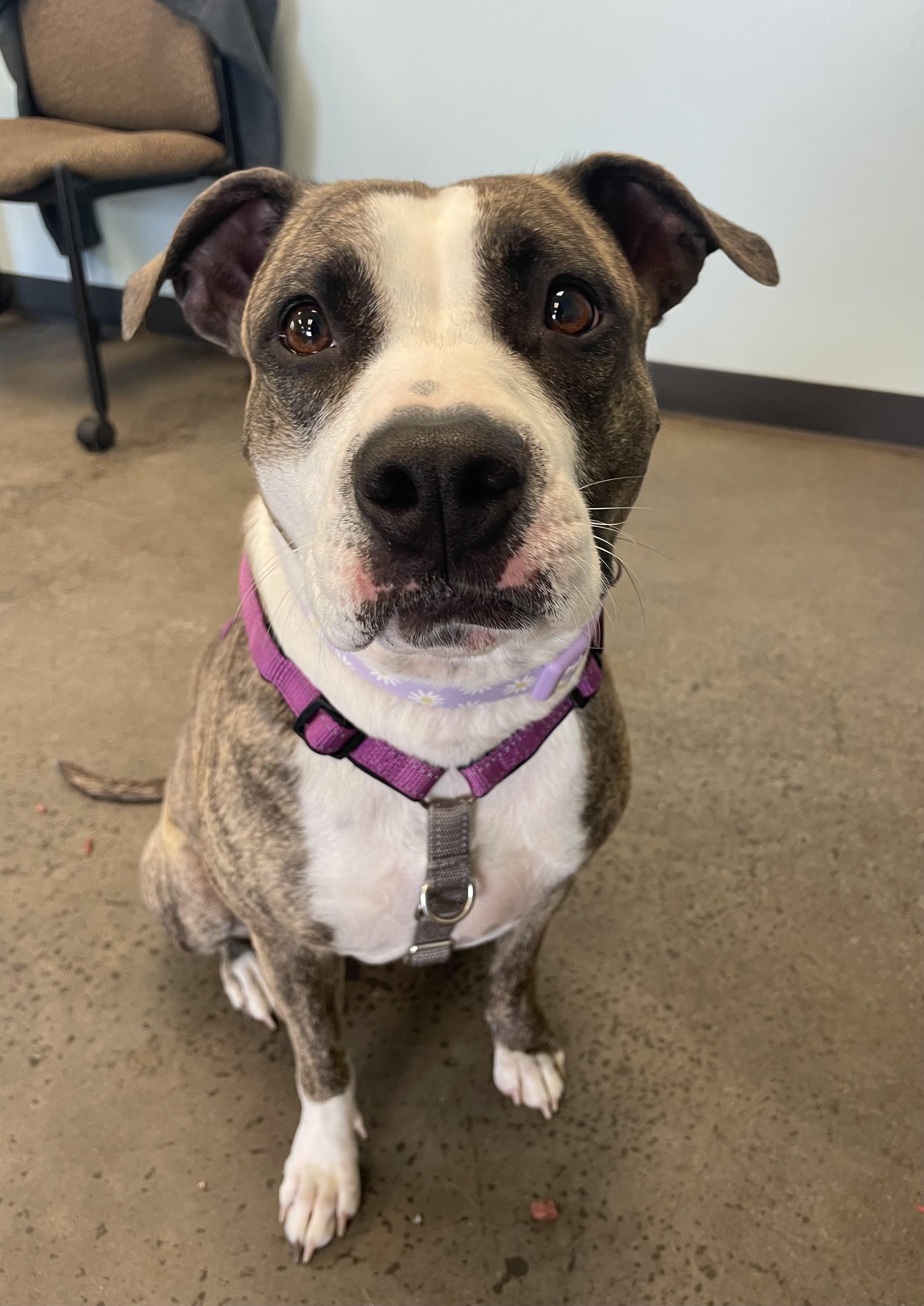 Zena, a ADOPTABLE mixed breed in Mishawaka, IN image 4/6
