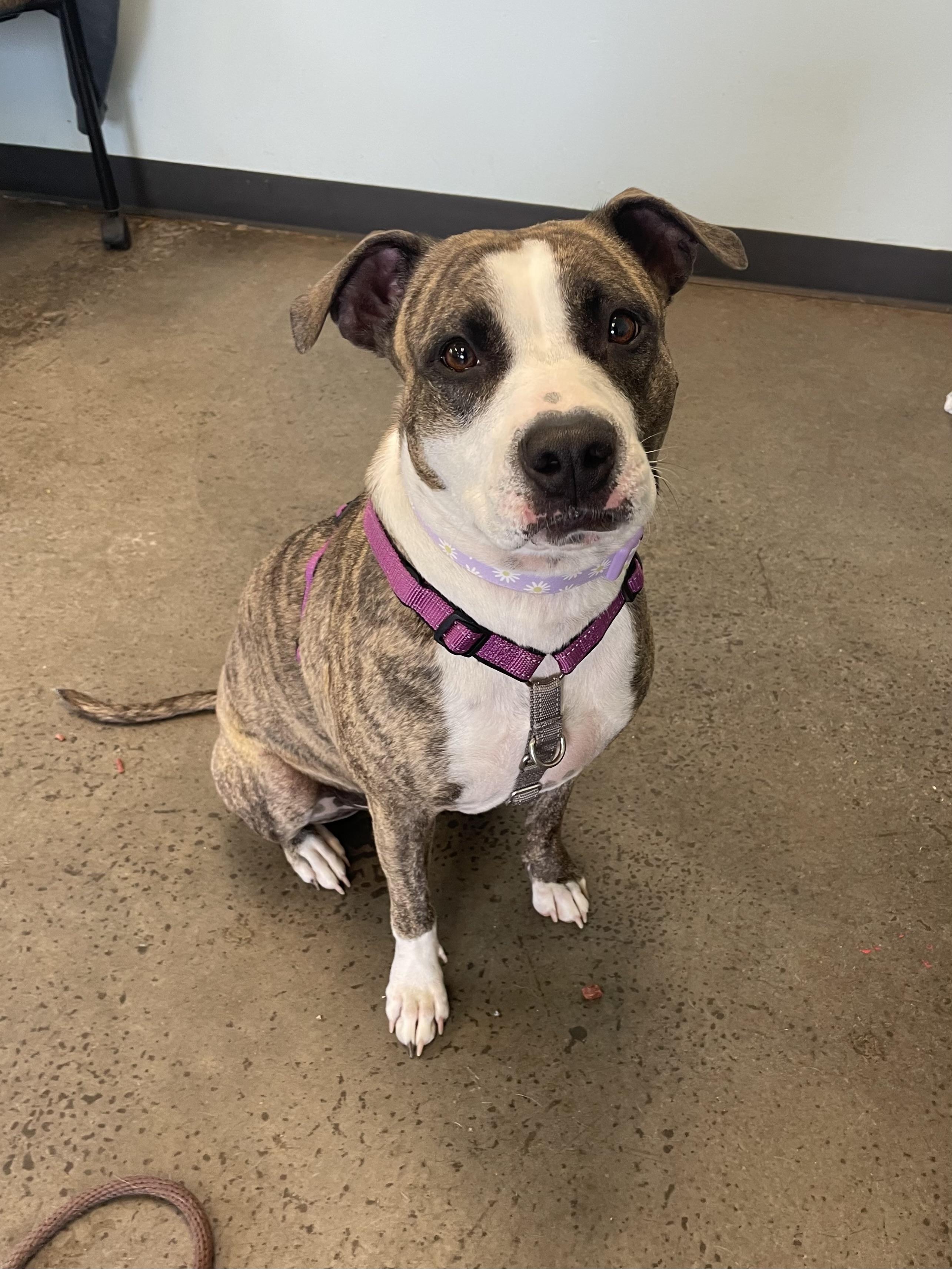 Zena, a ADOPTABLE mixed breed in Mishawaka, IN image 6/6