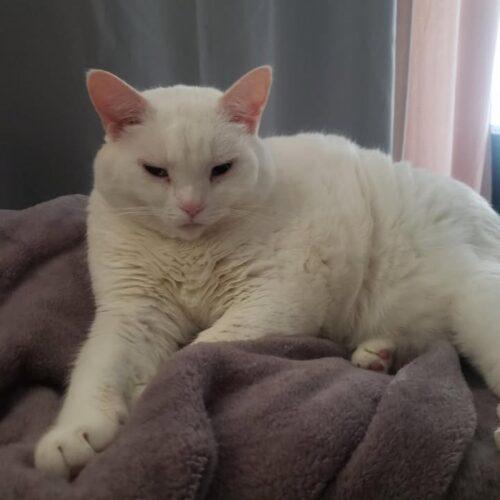 Enlarge Frankie (Francesca), a Adoptable Domestic Short Hair in Toronto, ON image 1/5