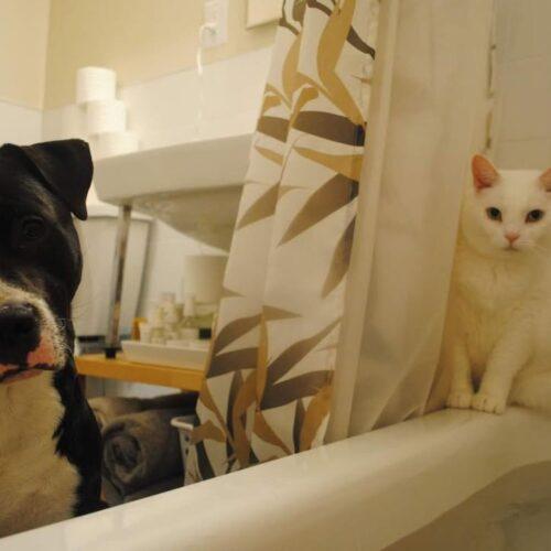 Enlarge Frankie (Francesca), a Adoptable Domestic Short Hair in Toronto, ON image 2/5