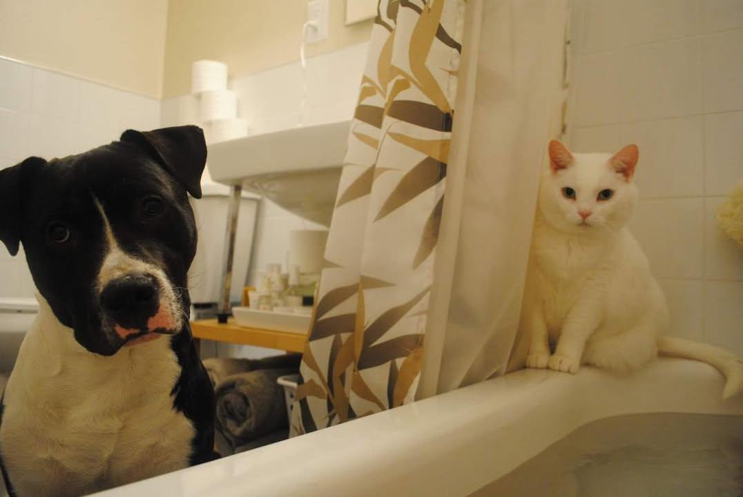 Enlarge Frankie (Francesca), a Adoptable Domestic Short Hair in Toronto, ON image 3/6