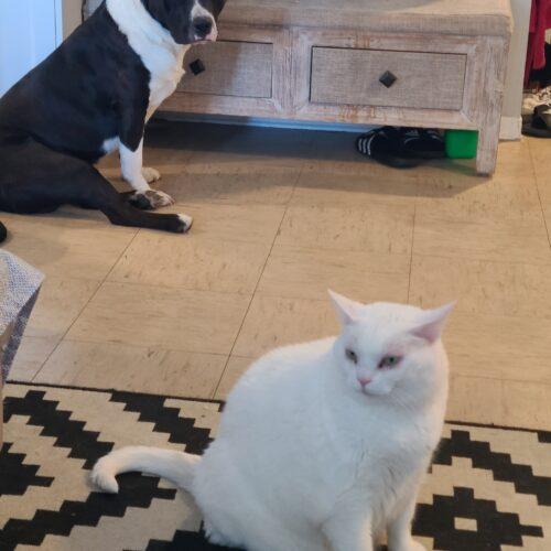 Enlarge Frankie (Francesca), a Adoptable Domestic Short Hair in Toronto, ON image 3/5