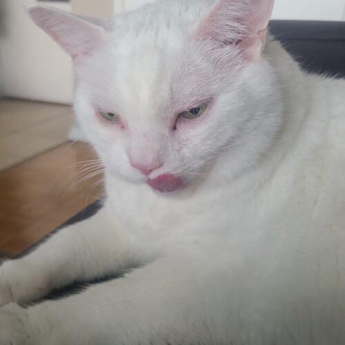 Frankie (Francesca) — thumbnail 4