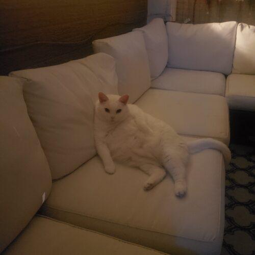 Enlarge Frankie (Francesca), a Adoptable Domestic Short Hair in Toronto, ON image 5/5