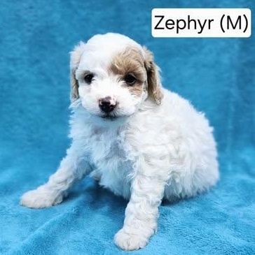 Zephyr (Available after June 13th), adopted, Puppy Male Miniature Poodle & Mixed Breed.