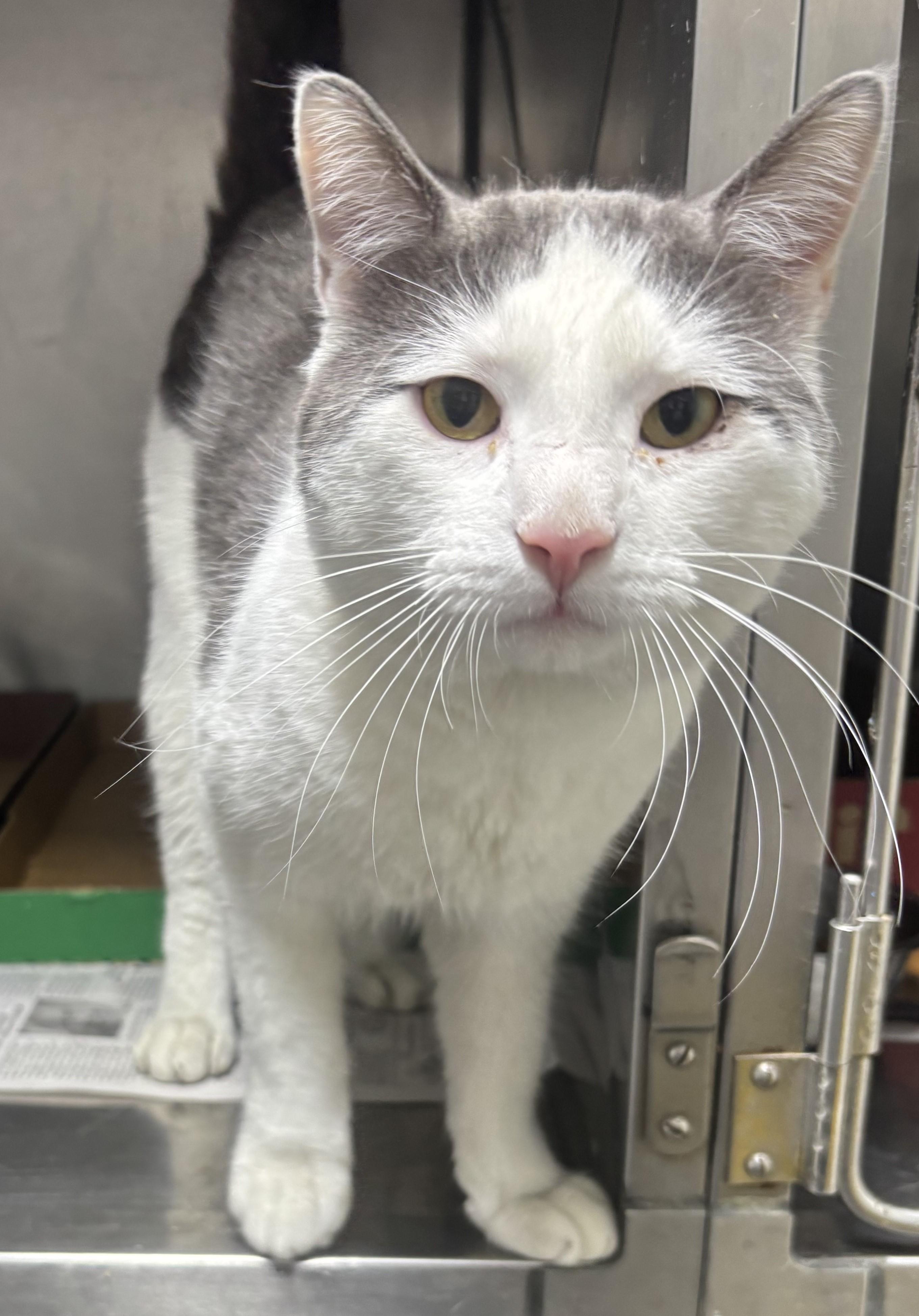 Enlarge Norman, an adopted Domestic Short Hair in New Haven, CT image 1/1