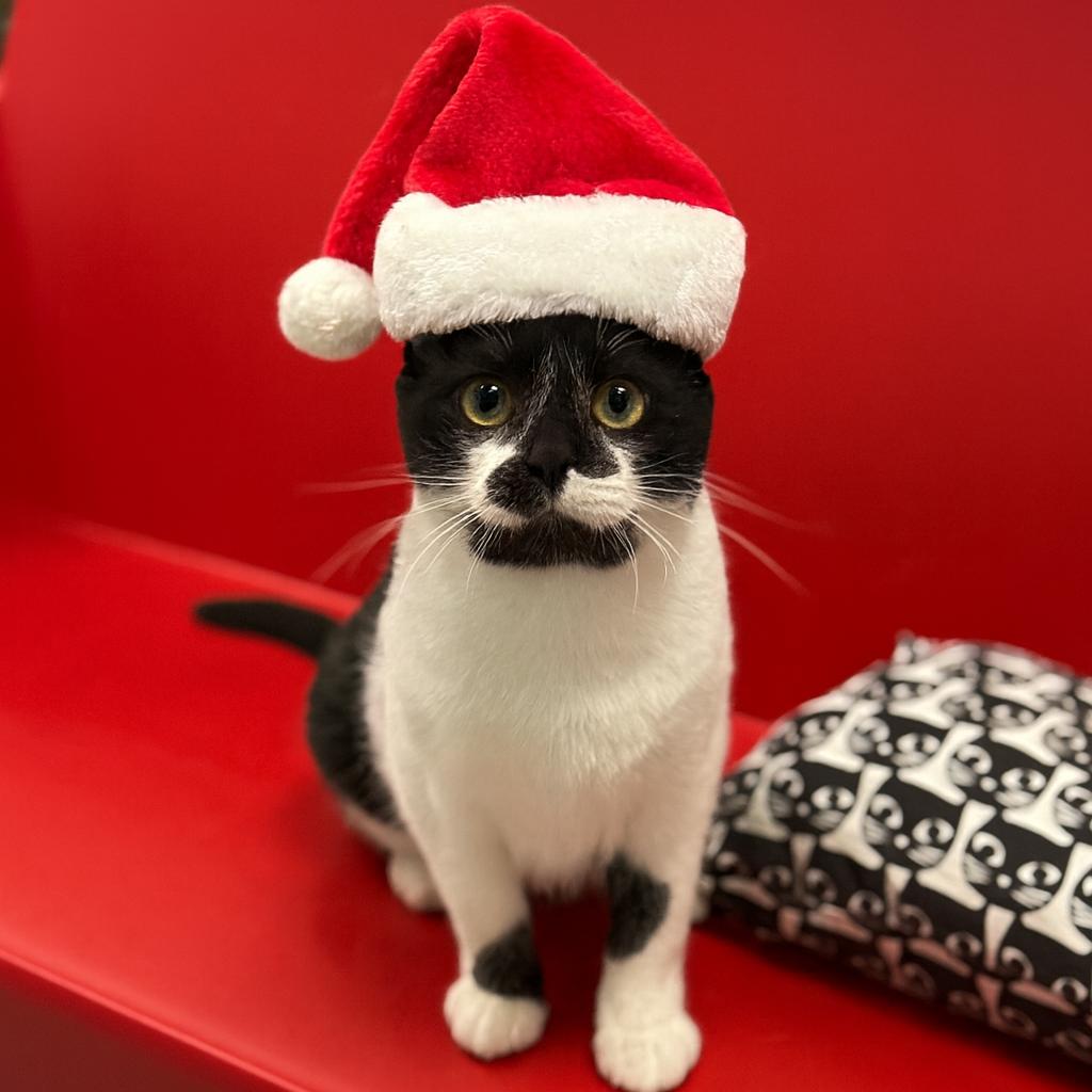 Perdita, Adoptable, Adult Female Domestic Short Hair.