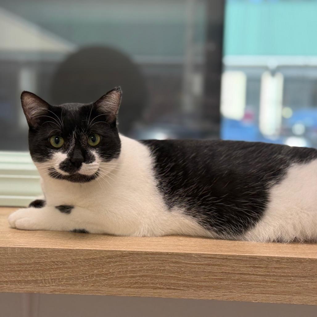 Perdita, a Adoptable Domestic Short Hair in Ponte Vedra Beach, FL image 3/4