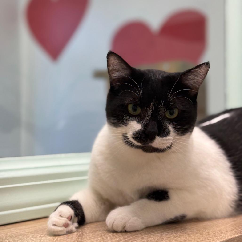 Perdita, a Adoptable Domestic Short Hair in Ponte Vedra Beach, FL image 4/4