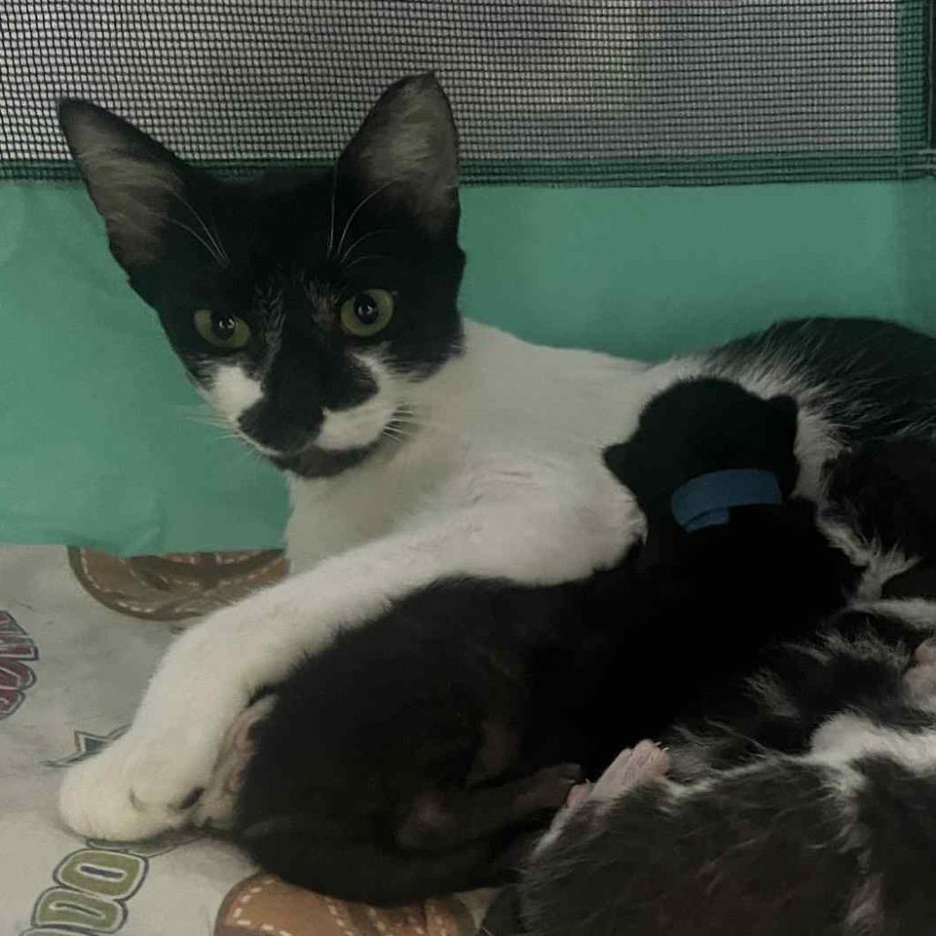 Enlarge Perdita, a Adoptable Domestic Short Hair in Ponte Vedra Beach, FL image 3/3