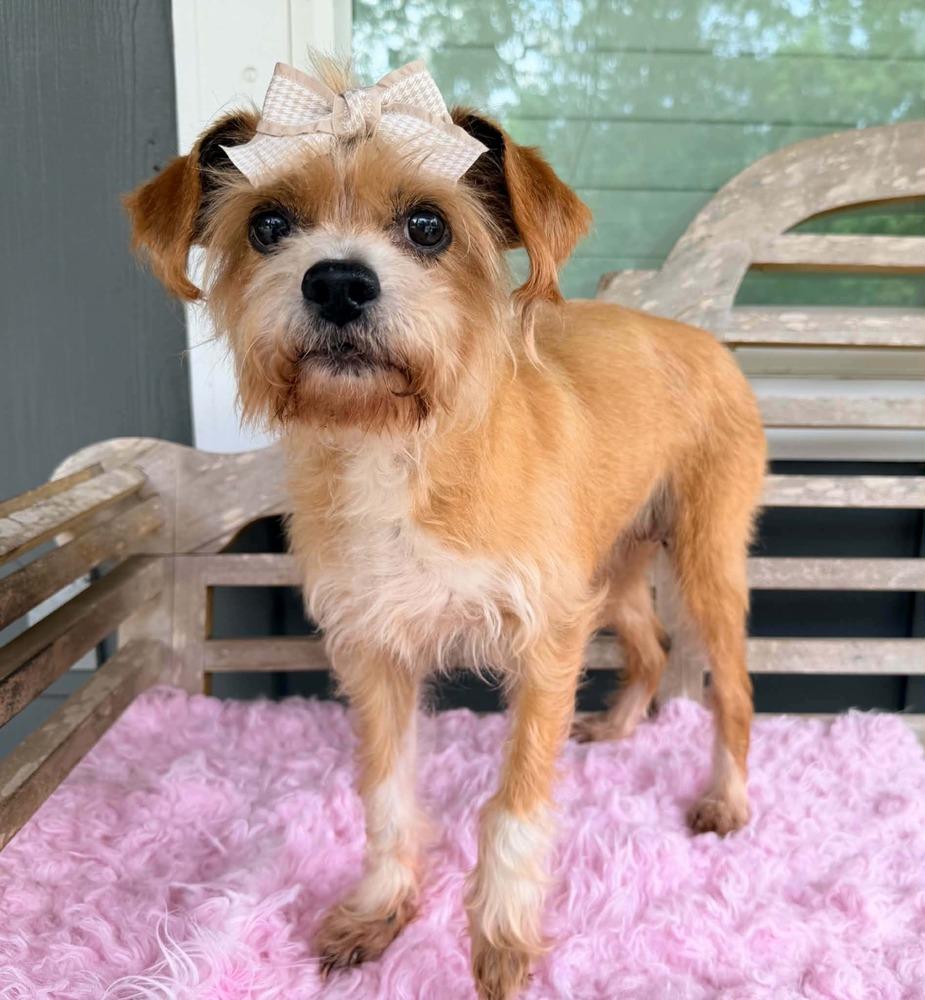 Izzy, Adoptable, Senior Female Terrier.