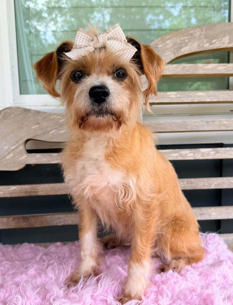 Enlarge Izzy, a Adoptable mixed breed in New York, NY image 2/4