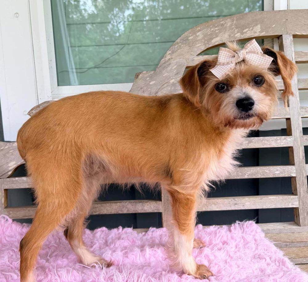 Enlarge Izzy, a Adoptable mixed breed in New York, NY image 3/4