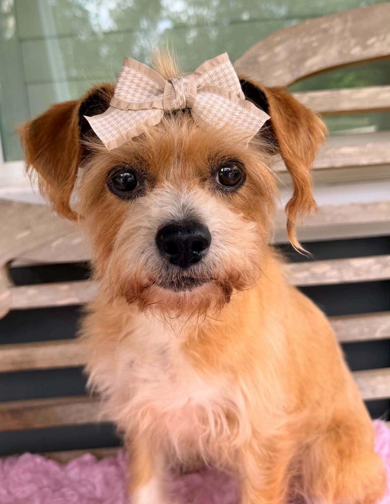 Enlarge Izzy, a Adoptable mixed breed in New York, NY image 4/4