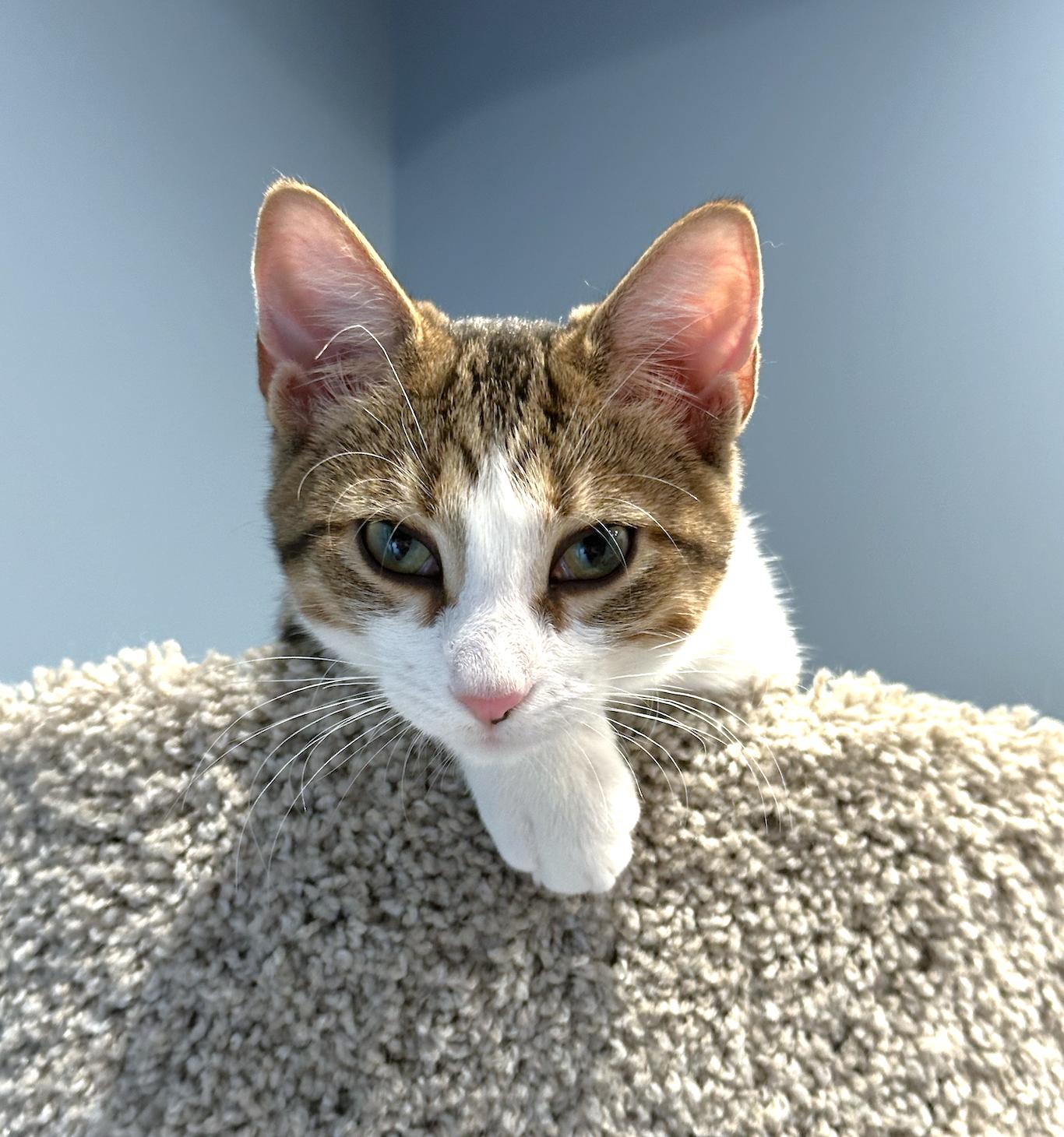 Enlarge Adah, a Adoptable mixed breed in Villa Park, IL image 3/6