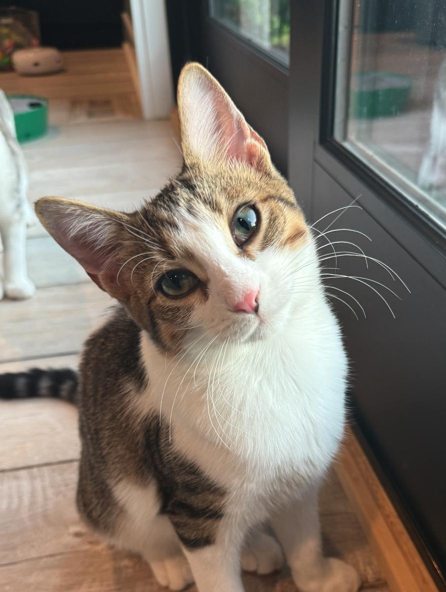 Enlarge Adah, a Adoptable mixed breed in Villa Park, IL image 2/6