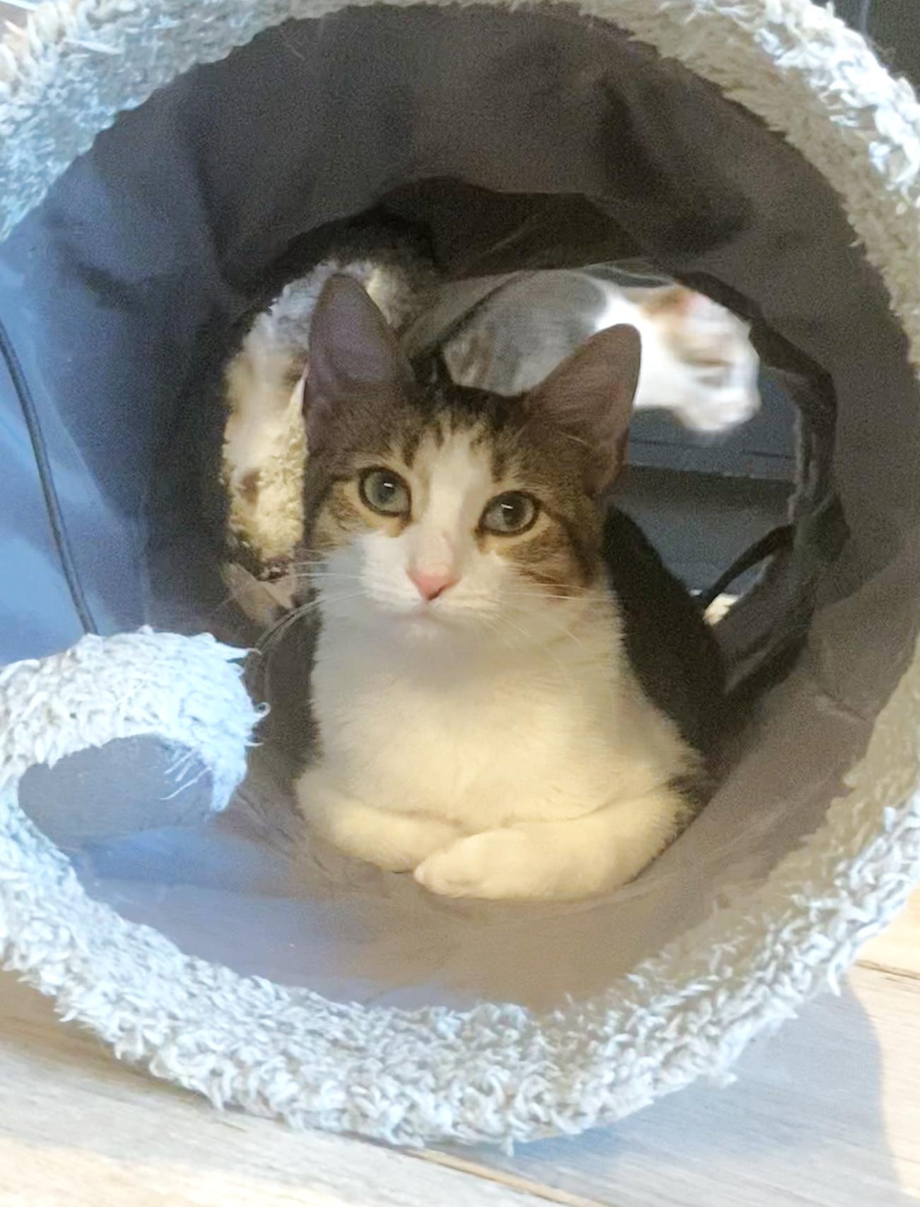 Enlarge Adah, a Adoptable mixed breed in Villa Park, IL image 6/6