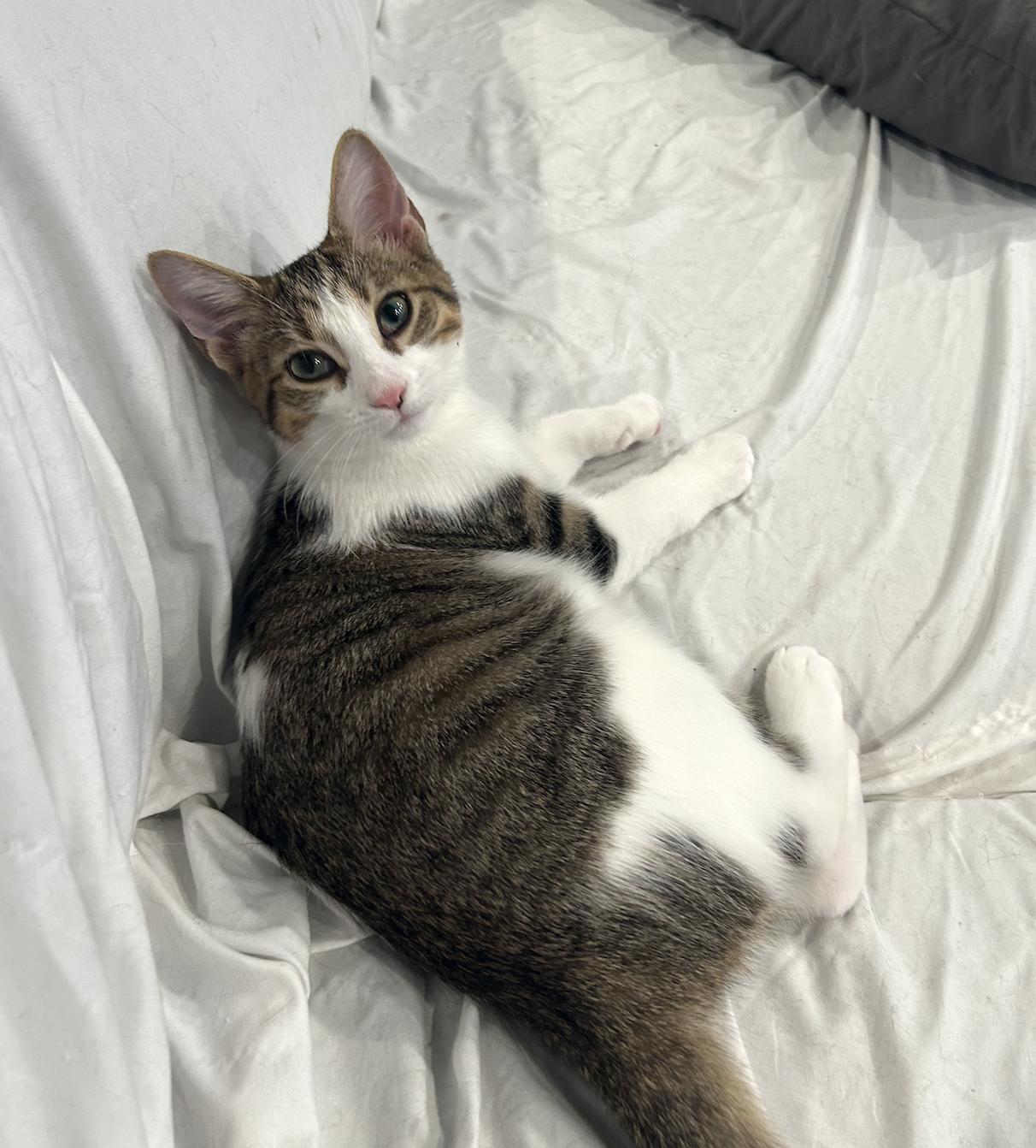 Enlarge Adah, a Adoptable mixed breed in Villa Park, IL image 4/6