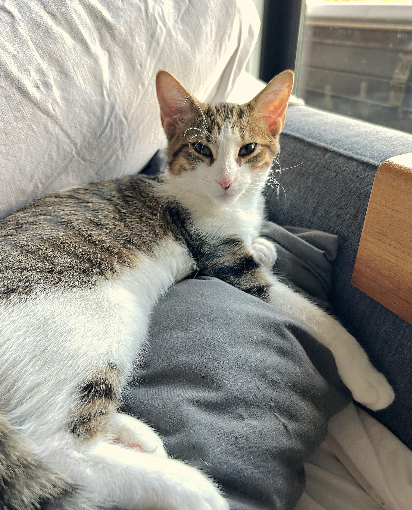 Enlarge Adah, a Adoptable mixed breed in Villa Park, IL image 5/6