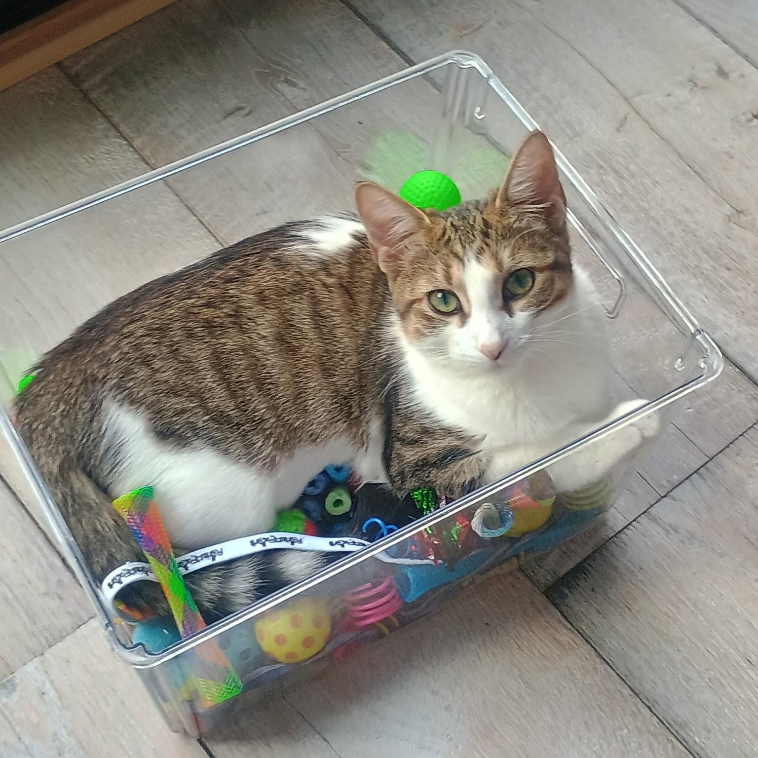 Adah, Adoptable, Kitten Female Tabby & Domestic Short Hair.