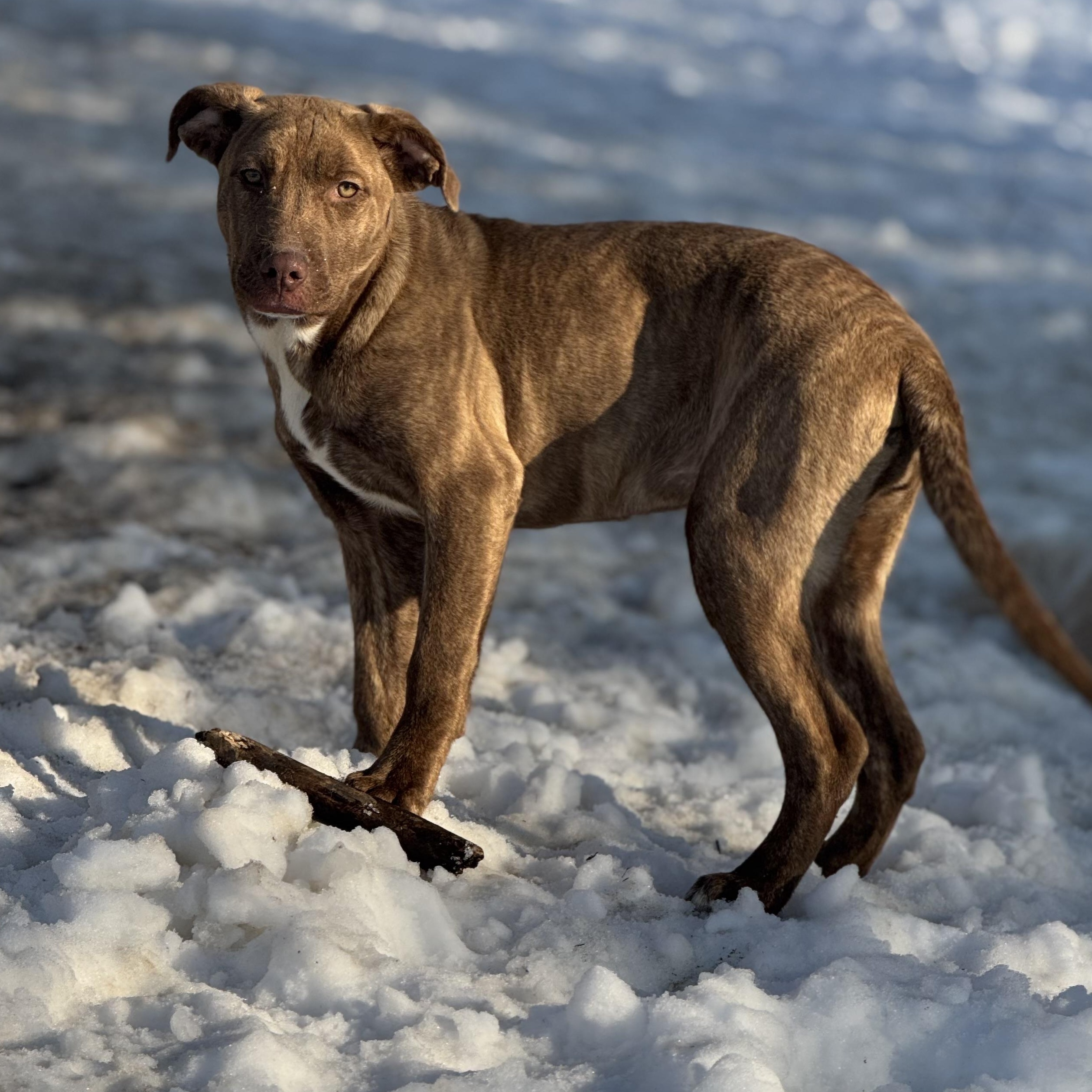 Enlarge Margarita , a ADOPTABLE mixed breed in Indianapolis, IN image 2/4
