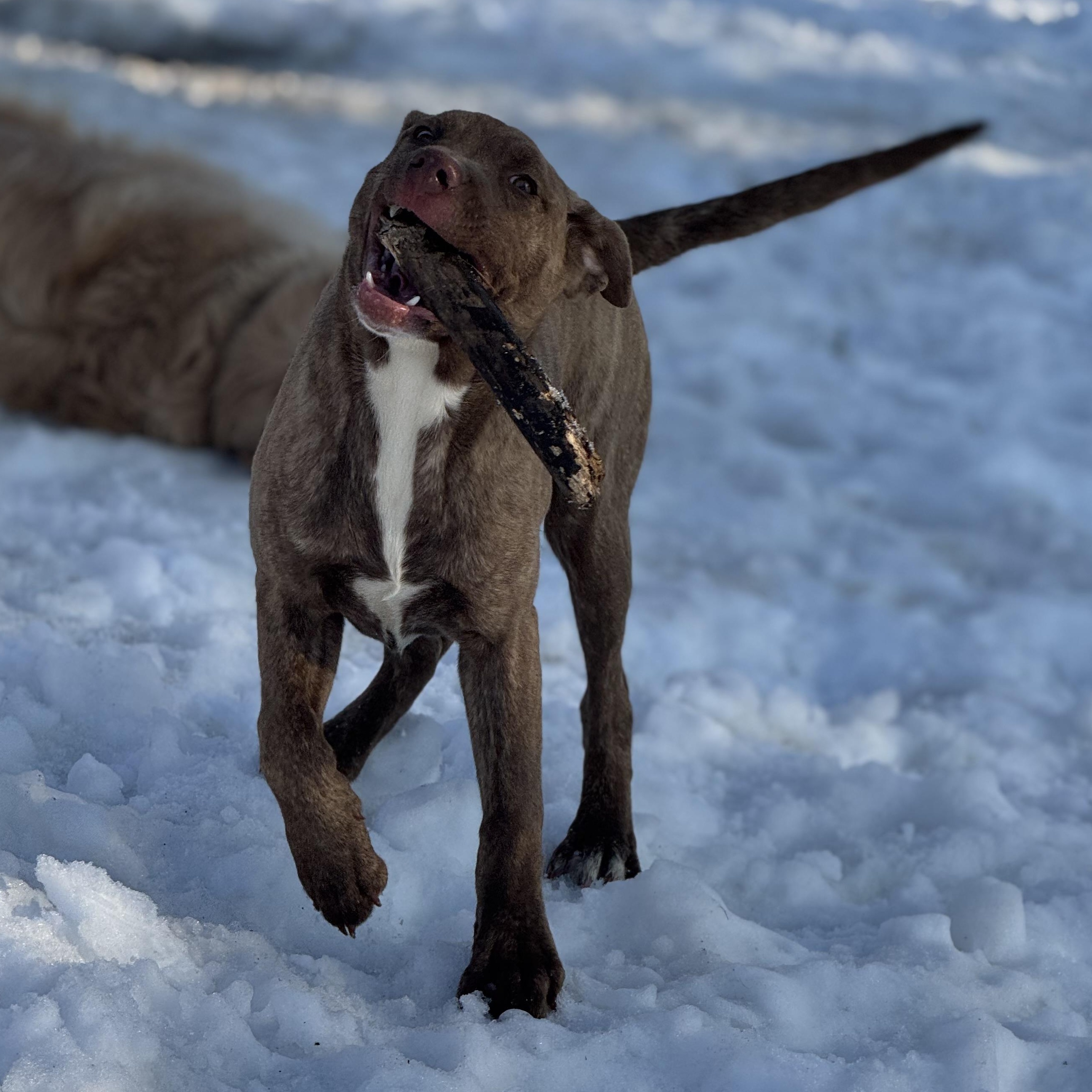 Enlarge Margarita , a ADOPTABLE mixed breed in Indianapolis, IN image 3/4