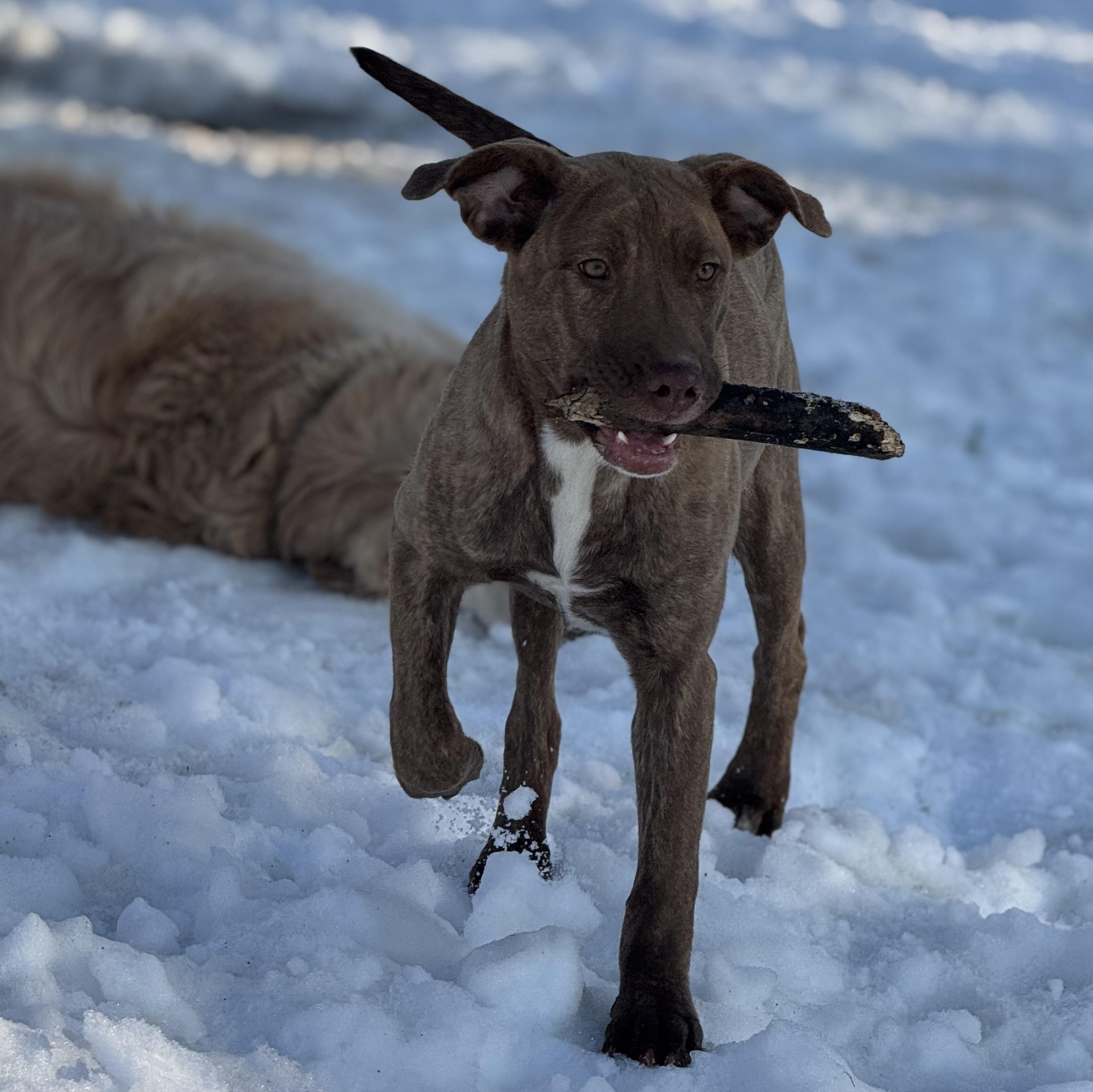 Enlarge Margarita , a ADOPTABLE mixed breed in Indianapolis, IN image 1/4