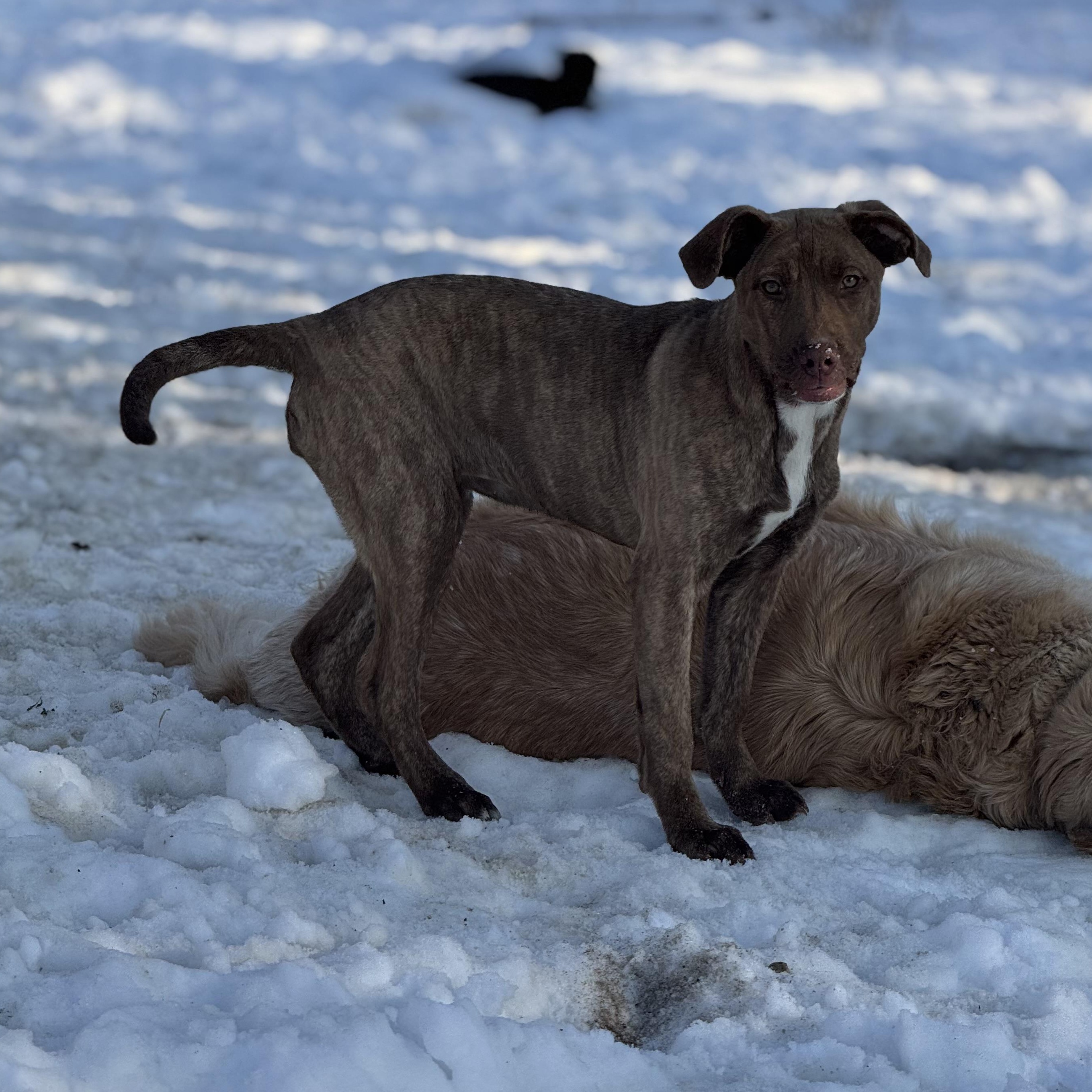 Enlarge Margarita , a ADOPTABLE mixed breed in Indianapolis, IN image 4/4