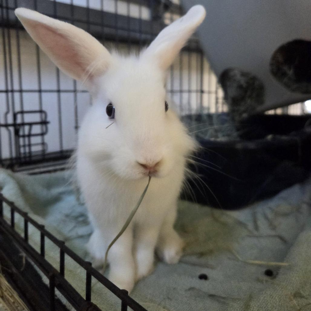 Cadbury, Adoptable, Young Male Lionhead.