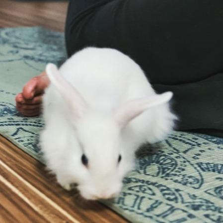 Enlarge Cadbury, a Adoptable Lionhead in Hilliard , FL image 2/6