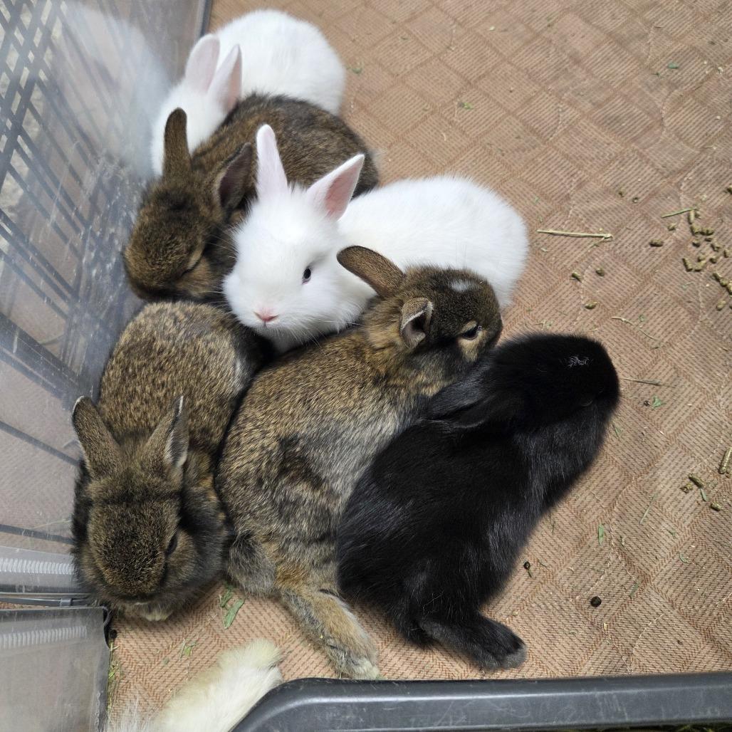Enlarge Cadbury, a Adoptable Lionhead in Hilliard , FL image 3/6