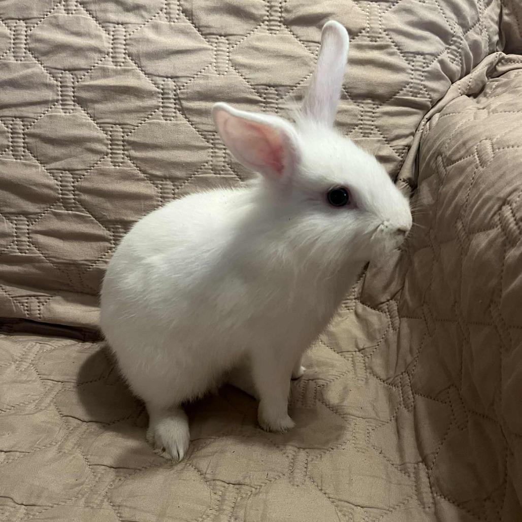 Enlarge Cadbury, a Adoptable Lionhead in Hilliard , FL image 5/6