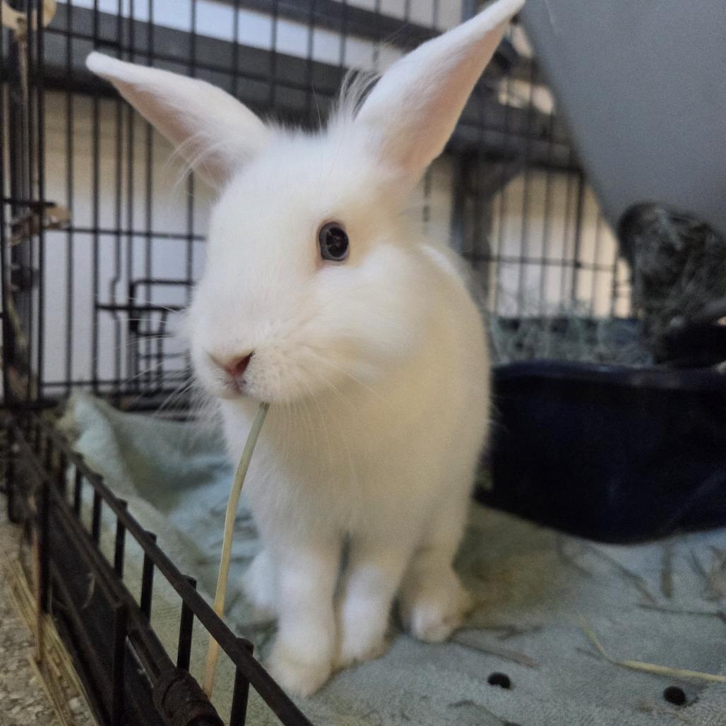 Enlarge Cadbury, a Adoptable Lionhead in Hilliard , FL image 6/6