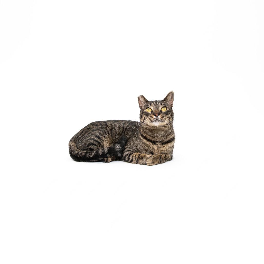 Enlarge Cowboy, a Adoptable Domestic Short Hair in Playa Vista, CA image 1/1