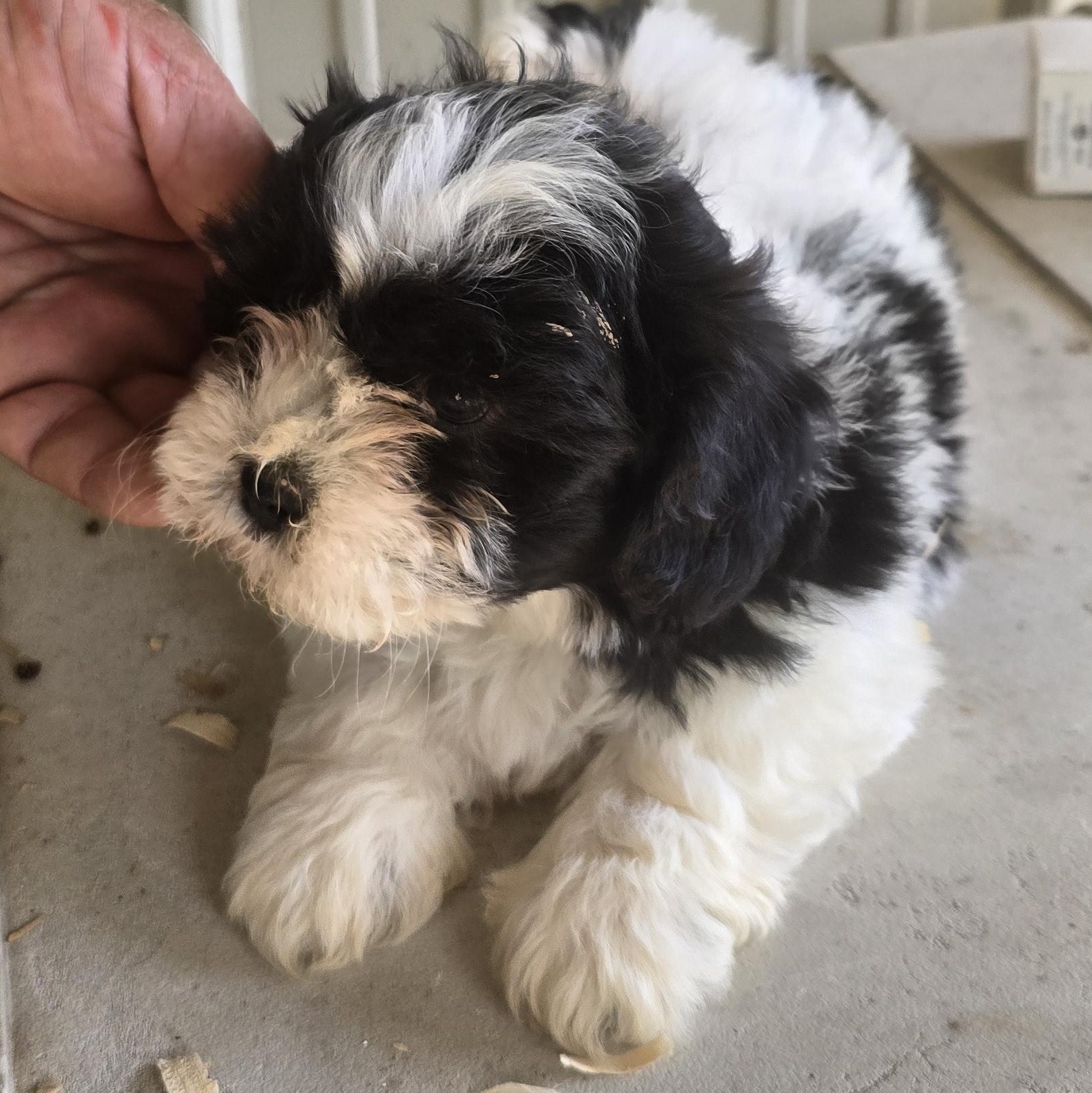 Jazzy, an adopted mixed breed in Zaleski, OH image 2/2