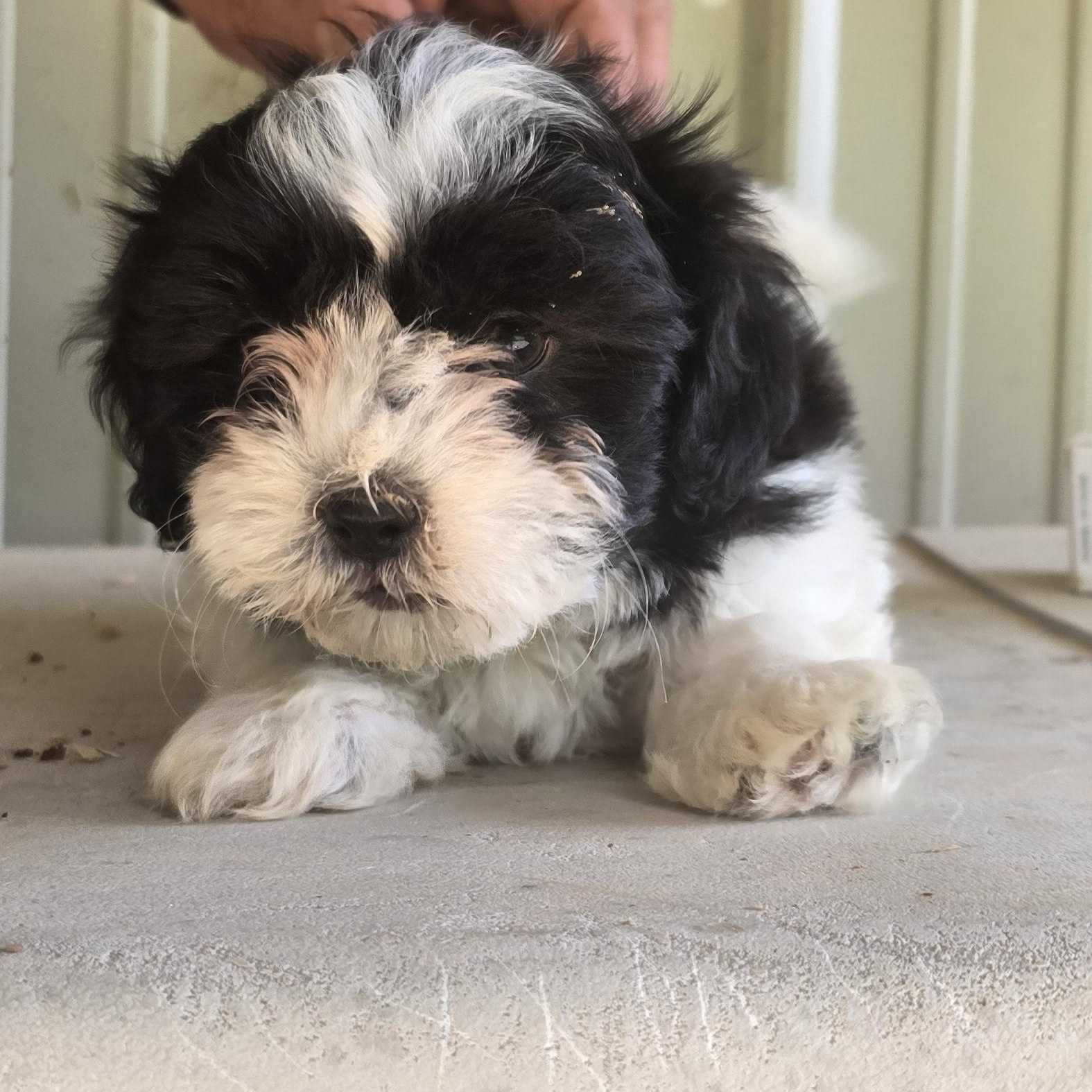 Jazzy, an adopted mixed breed in Zaleski, OH image 1/2