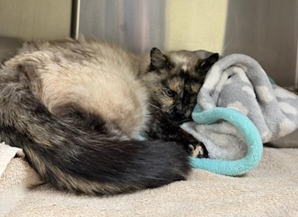 Enlarge Elsie, a Adoptable mixed breed in Great Falls, MT image 1/6