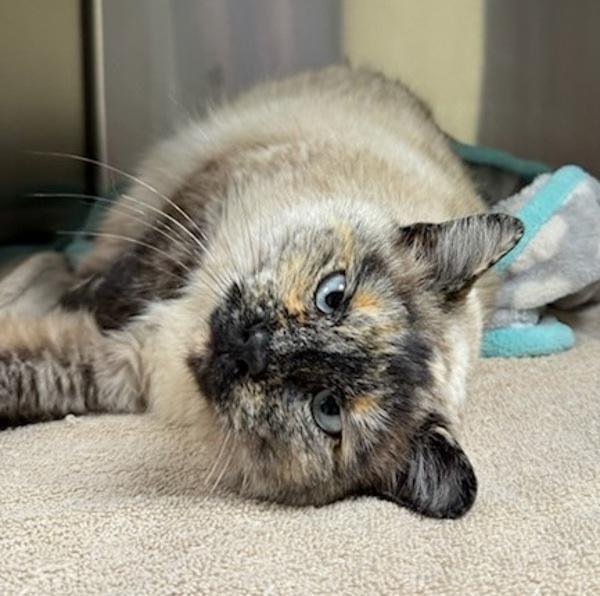 Enlarge Elsie, a Adoptable mixed breed in Great Falls, MT image 2/6