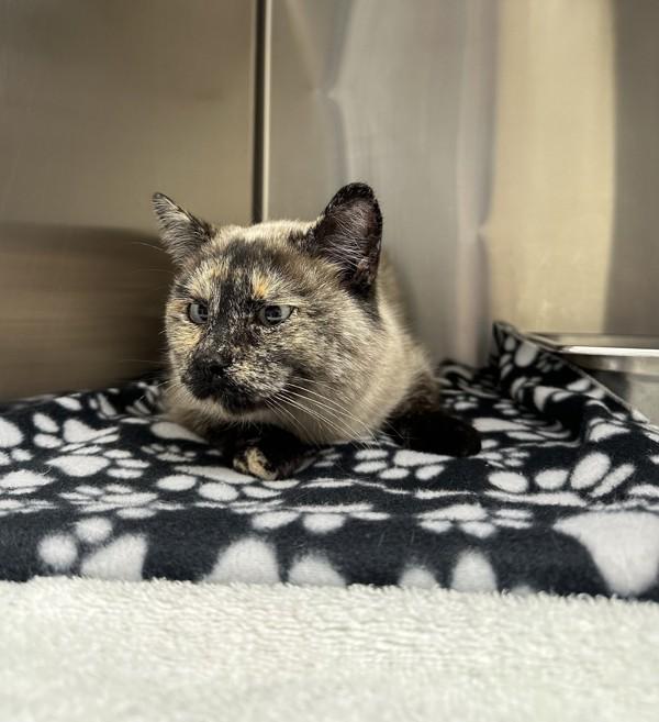 Enlarge Elsie, a Adoptable mixed breed in Great Falls, MT image 3/6