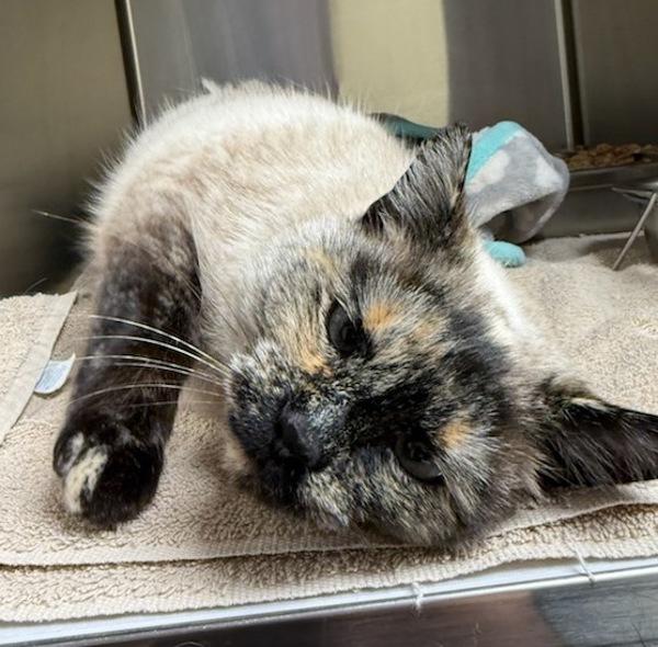 Enlarge Elsie, a Adoptable mixed breed in Great Falls, MT image 4/6