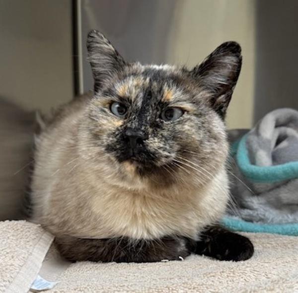 Enlarge Elsie, a Adoptable mixed breed in Great Falls, MT image 5/6