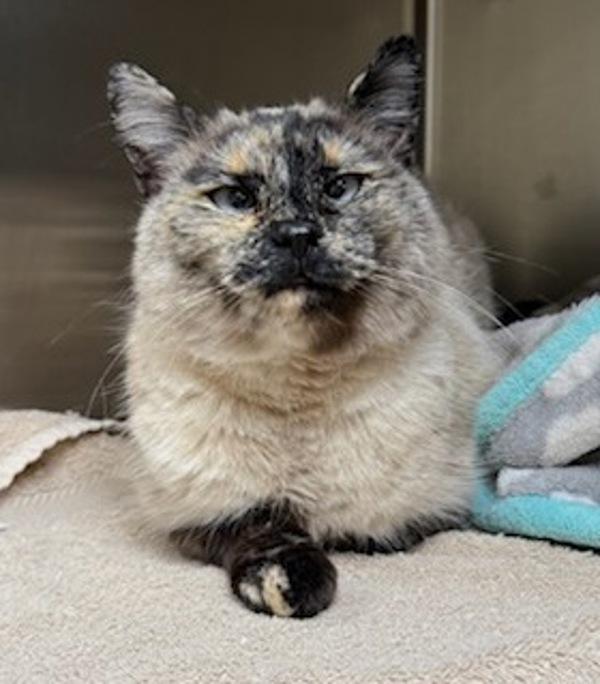 Enlarge Elsie, a Adoptable mixed breed in Great Falls, MT image 6/6