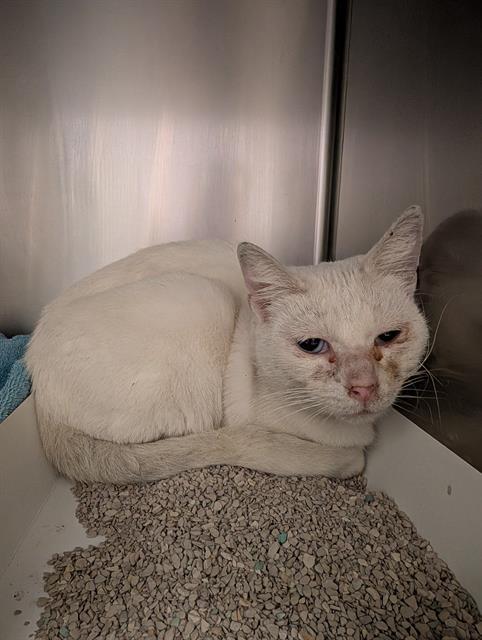 Enlarge STORMY, a Adoptable Domestic Short Hair in Gardena, CA image 1/1