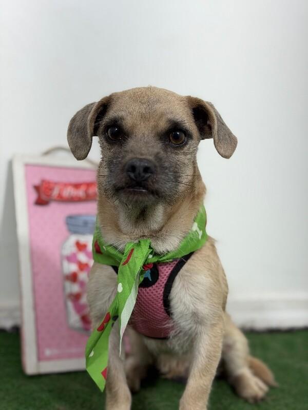 Montreal-One of our Amazing Rescue Dogs, Adoptable, Young Male Pug & Boston Terrier.