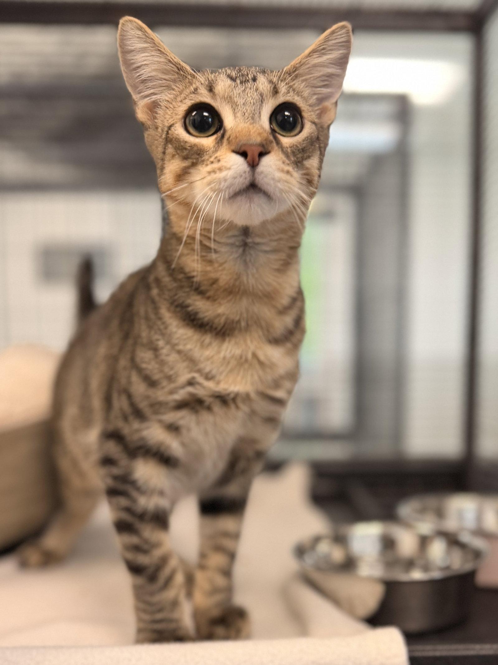 Oatmeal, Adoptable, Young Male Domestic Short Hair.