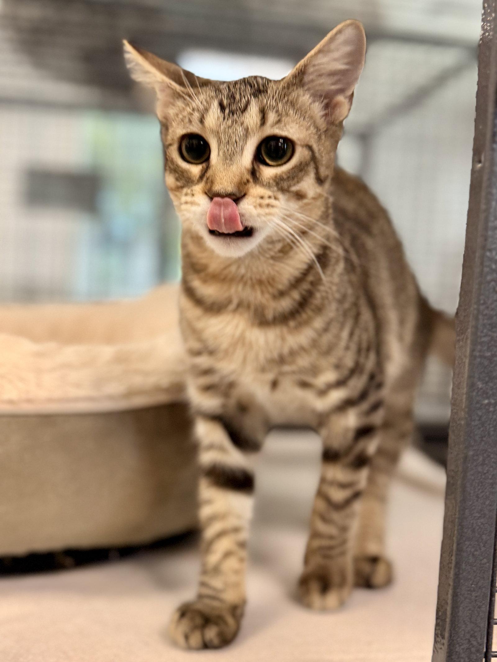 Enlarge Oatmeal, a Adoptable Domestic Short Hair in Sanford, FL image 2/2